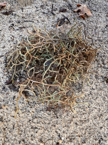 Selaginella mutica, photograph 1