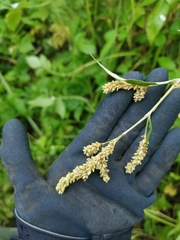 Persicaria lapathifolia lanata