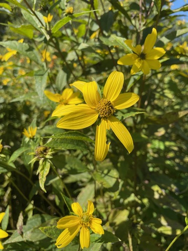 Helianthus decapetalus, photograph 5