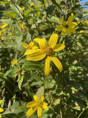 (c) Tom Scavo, some rights reserved (CC BY) Helianthus decapetalus, photograph (c) Tom Scavo, some rights reserved (CC BY)