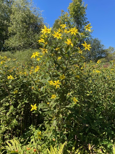 Helianthus decapetalus, photograph 4
