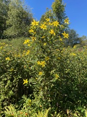 (c) Tom Scavo, some rights reserved (CC BY) Helianthus decapetalus, photograph (c) Tom Scavo, some rights reserved (CC BY)