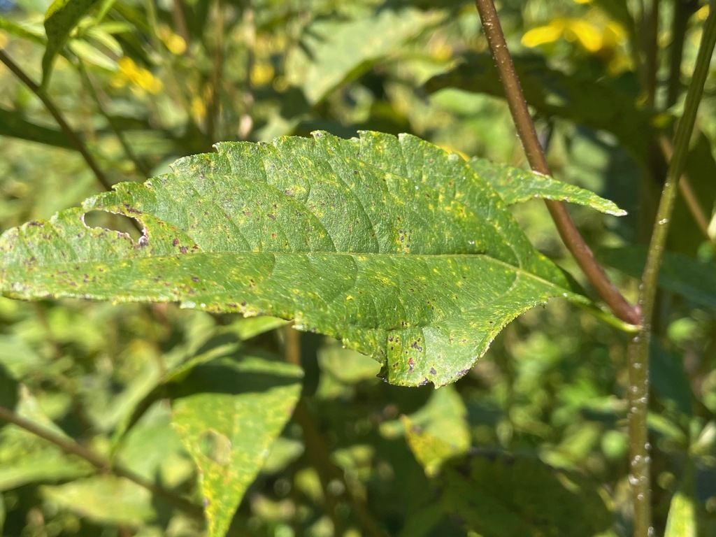 Helianthus decapetalus; photograph (c) Tom Scavo, some rights reserved (CC BY)