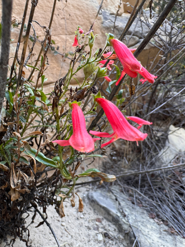 Penstemon rostriflorus, photograph 5
