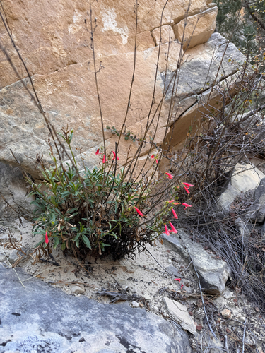 Penstemon rostriflorus, photograph 6