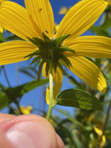 Helianthus decapetalus, photograph 6