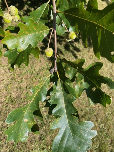 Quercus bicolor, photograph 6