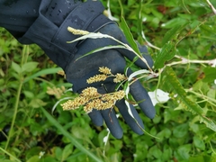 Persicaria lapathifolia lanata