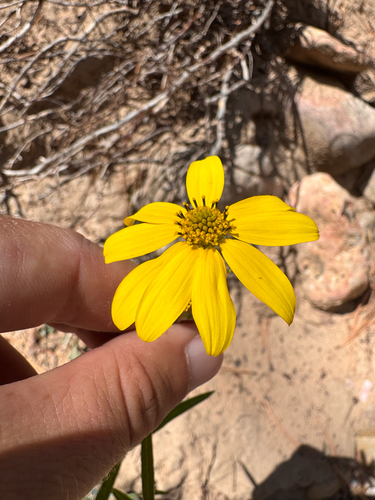 Heliomeris multiflora, photograph 2