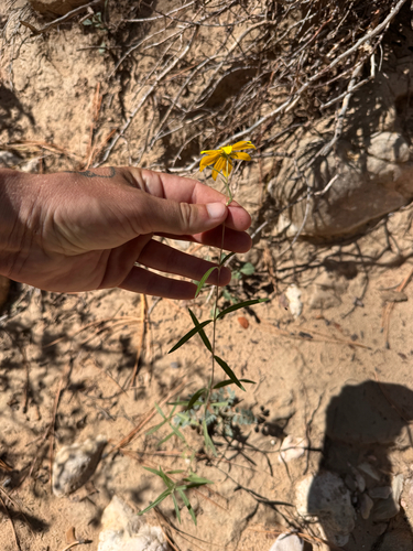 Heliomeris multiflora, photograph 3
