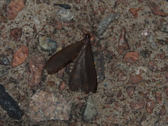 Odontotermes formosanus