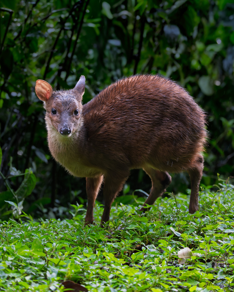 Pygmy Red Brocket