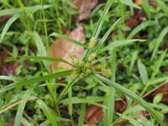 Cyperus cyperinus