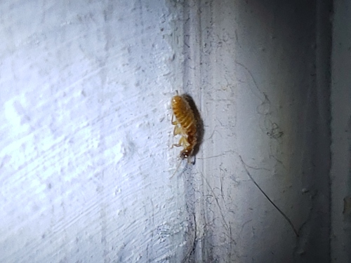 Formosan subterranean termite photo 3