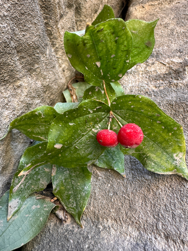 Prosartes trachycarpa, photograph 4
