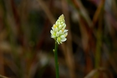 Polygala setacea
