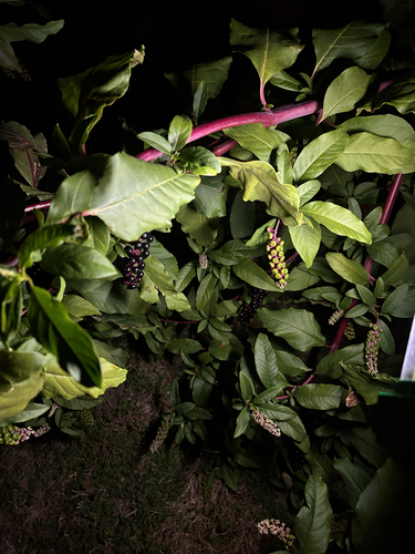 American pokeweed