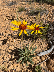 (c) Parker James Lloyd, some rights reserved (CC BY) Gaillardia pinnatifida, photograph (c) Parker James Lloyd, some rights reserved (CC BY)