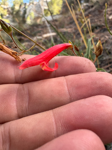 Penstemon rostriflorus, photograph 3
