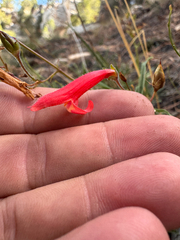 Penstemon rostriflorus, photograph (c) Parker James Lloyd, some rights reserved (CC BY)