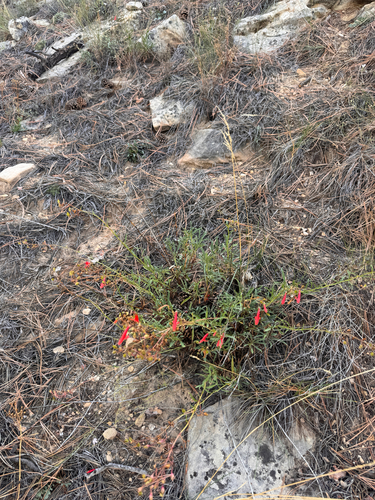 Penstemon rostriflorus, photograph 4