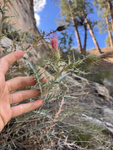 Cirsium arizonicum, photograph 4