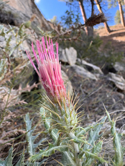 Cirsium arizonicum, photograph (c) Parker James Lloyd, some rights reserved (CC BY)