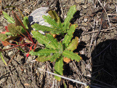 Streptanthus glandulosus glandulosus