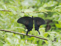 Papilio bianor thrasymedes