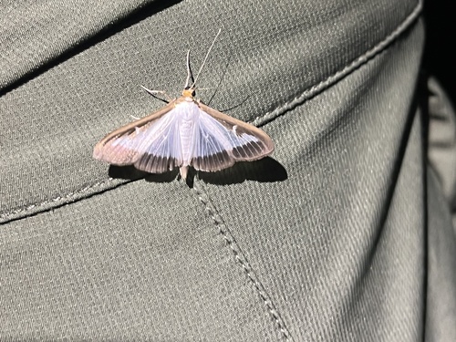 Box Tree Moth