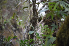 Margarornis squamiger