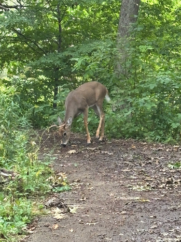 White-tailed Deer