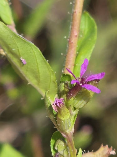 Cuphea carthagenensis