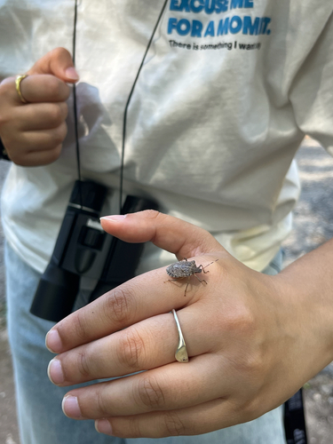 Brown Marmorated Stink Bug