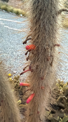 Cleistocactus hyalacanthus