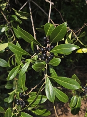 Ilex coriacea