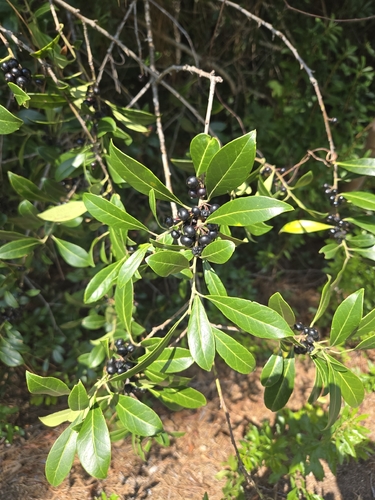 Ilex coriacea, photograph 2