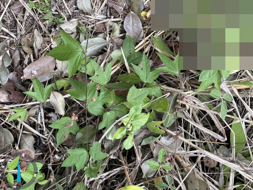 Passiflora suberosa, photograph 2