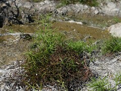 Ceratopteris cornuta, photograph (c) Krzysztof Ziarnek, some rights reserved (CC BY)
