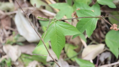 Passiflora suberosa, photograph (c) Raúl A. Ruiz M., some rights reserved (CC BY)