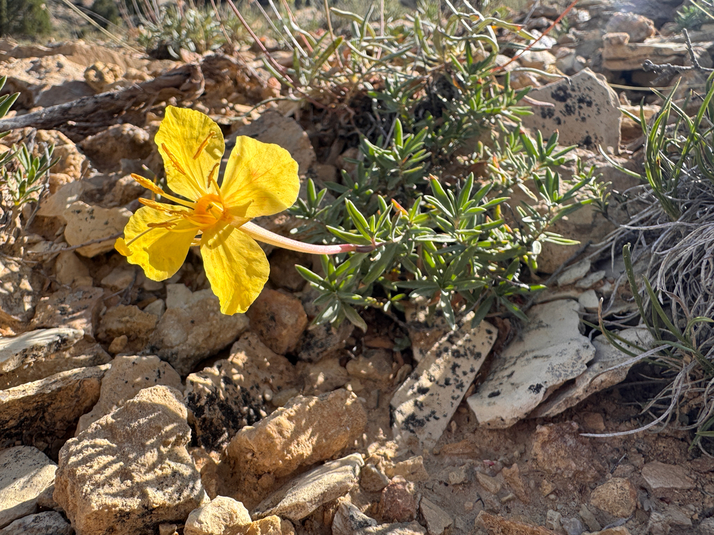 Oenothera lavandulifolia; photograph (c) Parker James Lloyd, some rights reserved (CC BY)