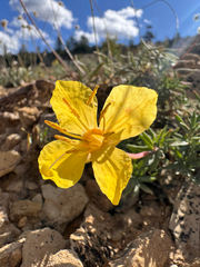 Oenothera lavandulifolia