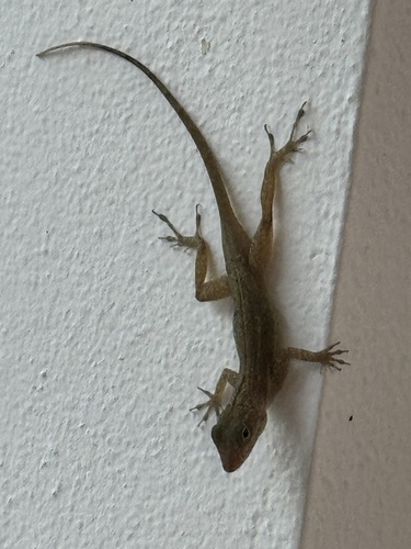 Crested Anole