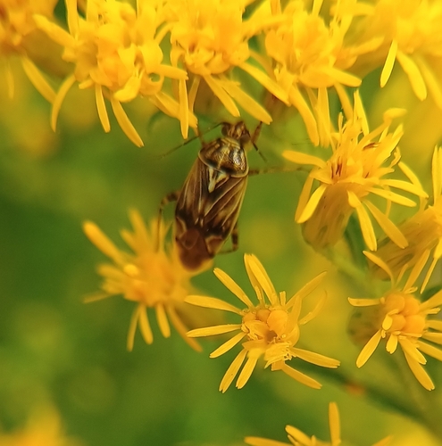 North American Tarnished Plant Bug