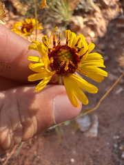 Gaillardia pinnatifida