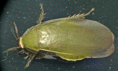 Panchlora thalassina