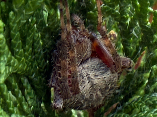Spotted Orbweaver