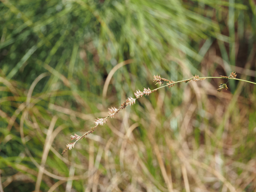 Chasmanthium laxum