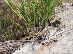 Chasmanthium laxum, photograph (c) carter, some rights reserved (CC BY)