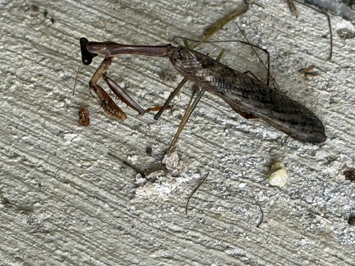 Carolina Mantis
